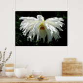 Weeping White Dahlia Poster (Küche)