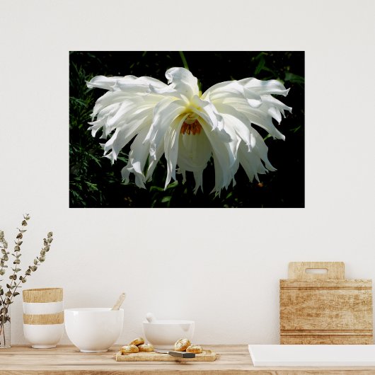 Weeping White Dahlia Poster (Küche)