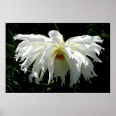 Weeping White Dahlia Poster (Vorne)