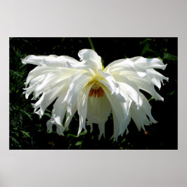 Weeping White Dahlia Poster