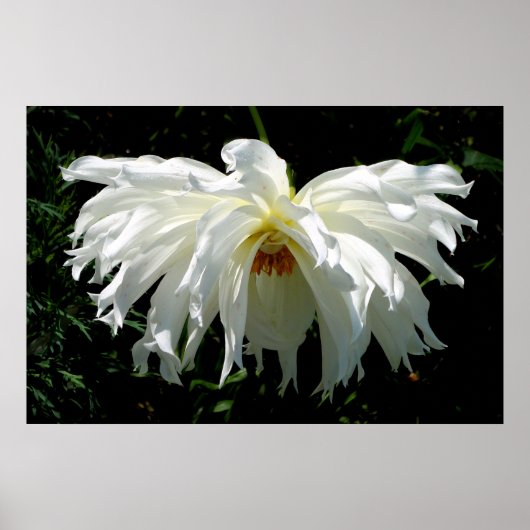 Weeping White Dahlia Poster (Vorne)