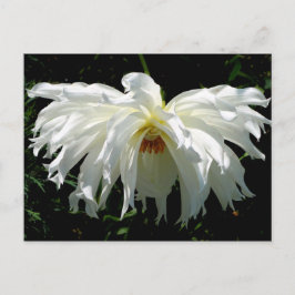 Weeping White Dahlia Postkarte
