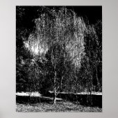 Weeping Willow Leinwand Poster (Vorne)