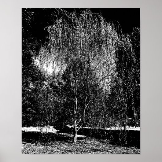 Weeping Willow Leinwand Poster (Vorne)