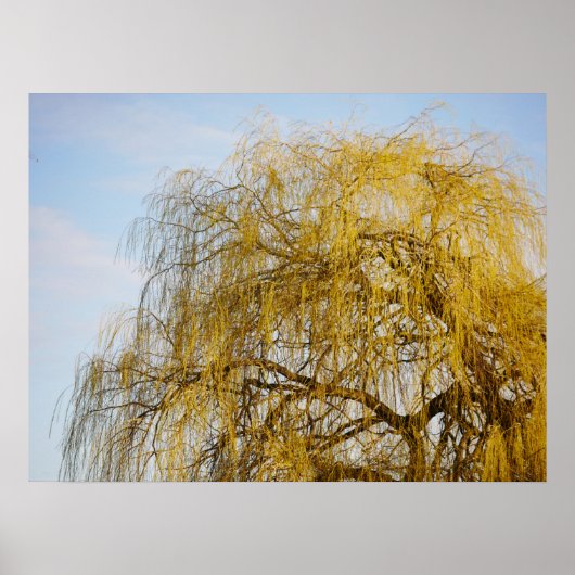 Weeping Willow Poster (Vorne)