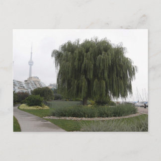 Weeping Willow Toronto Postkarte