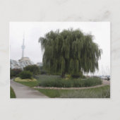 Weeping Willow Toronto Postkarte (Vorderseite)