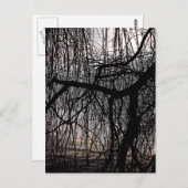 WEEPING WILLOW TREES POSTKARTE (Vorne/Hinten)