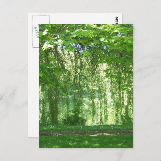 Weeping Willows with Pond Postkarte (Vorne/Hinten)