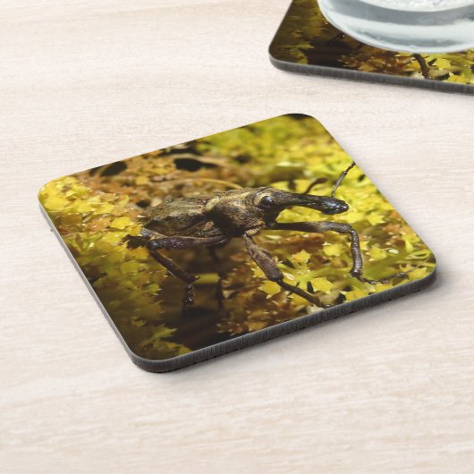 Weevil Untersetzer (Linke Seite)