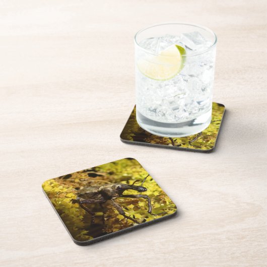 Weevil Untersetzer (Rechte Seite)