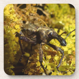 Weevil Untersetzer