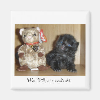 WEEWILLYvs4inchBB-1, Wee Willy im Alter von 2 Woch Magnet