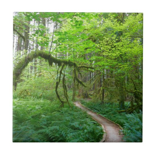 Weg Ancient Groves im Olympic-Nationalpark Fliese (Vorderseite)