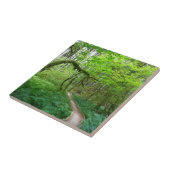 Weg Ancient Groves im Olympic-Nationalpark Fliese (Seite)