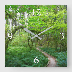 Weg Ancient Groves im Olympic-Nationalpark Quadratische Wanduhr