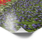 Weg des TraubenHyazinthen, der Narzissen und Fotodruck (Ecke)