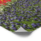 Weg des TraubenHyazinthen, der Narzissen und Poster (Ecke)