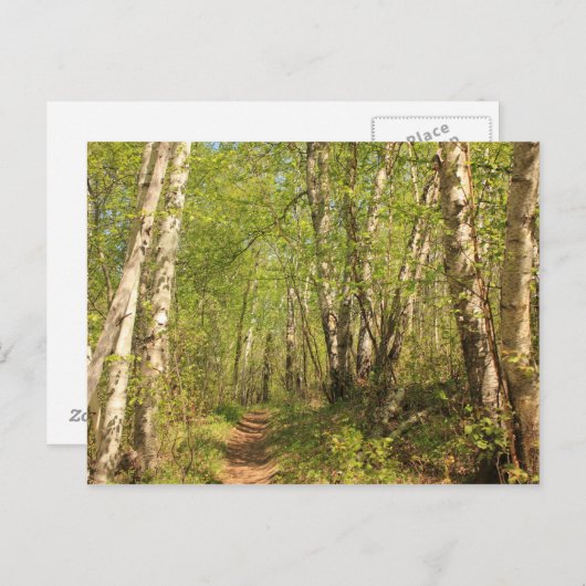 Weg durch Birken Postkarte (Vorne/Hinten)