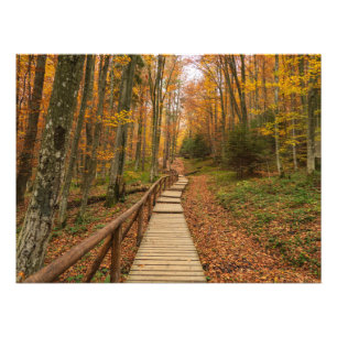 Weg durch den Herbstwald. Fotodruck