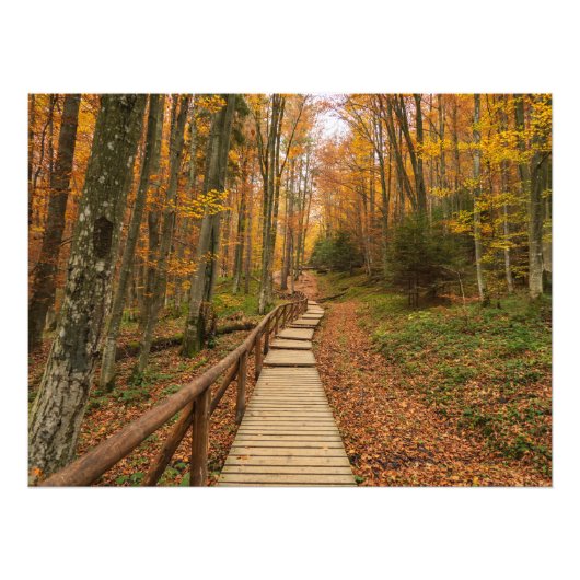 Weg durch den Herbstwald. Fotodruck (Vorne)