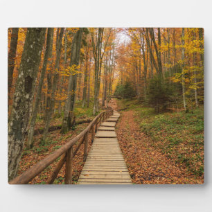 Weg durch den Herbstwald. Fotoplatte