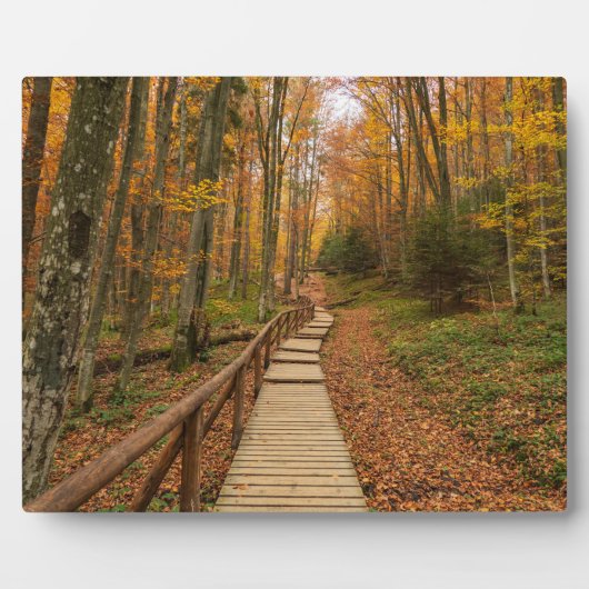 Weg durch den Herbstwald. Fotoplatte (Vorderseite)