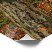 Weg durch den Herbstwald. Poster (Ecke)