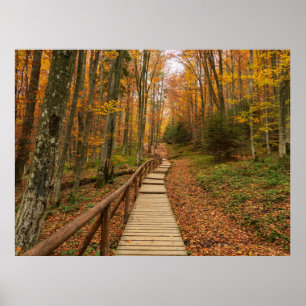 Weg durch den Herbstwald. Poster