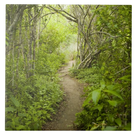 Weg durch den Wald Fliese (Vorderseite)