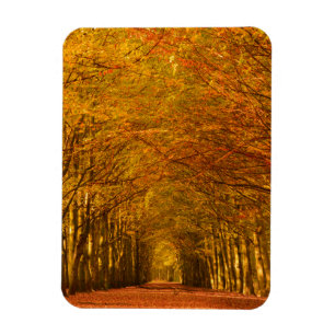 Weg durch den Wald im Herbst vertikaler Magnet