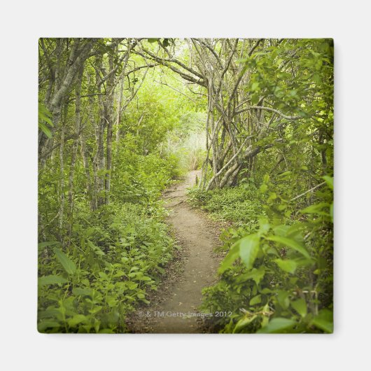 Weg durch den Wald Magnet (Vorne)