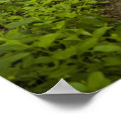 Weg durch den Wald Poster (Ecke)