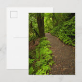 Weg durch den Wald Postkarte (Vorne/Hinten)