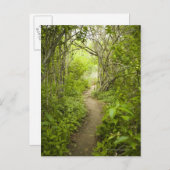 Weg durch den Wald Postkarte (Vorne/Hinten)