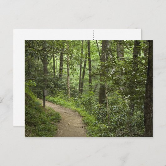 Weg durch den Wald Postkarte (Vorne/Hinten)