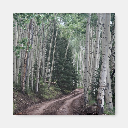 Weg durch die Birke Magnet (Vorne)