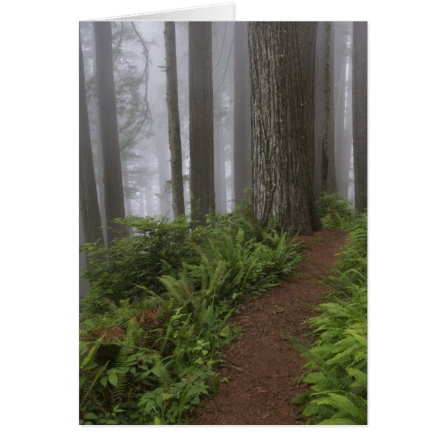 Weg durch die riesigen, geruschten Rotholzbäume (Vorne)