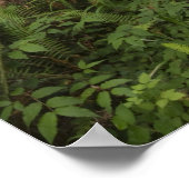 Weg durch die riesigen, geruschten Rotholzbäume Poster (Ecke)