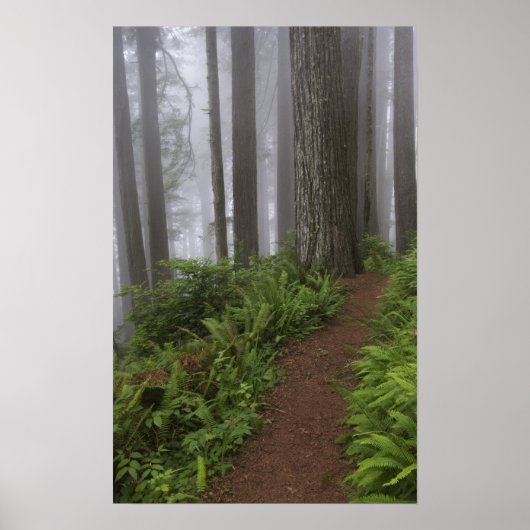Weg durch die riesigen, geruschten Rotholzbäume Poster (Vorne)