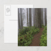 Weg durch die riesigen, geruschten Rotholzbäume Postkarte (Vorne/Hinten)