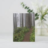 Weg durch die riesigen, geruschten Rotholzbäume Postkarte (Stehend Vorderseite)