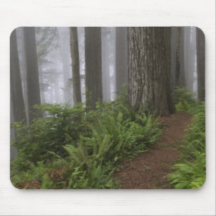 Weg durch die riesigen Mammutbäume gehüllt Mousepad