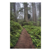Weg durch die riesigen, umzäunten Rotholzbäume 2 Fotodruck (Vorne)