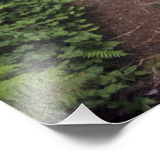 Weg durch die riesigen, umzäunten Rotholzbäume 2 Fotodruck (Ecke)