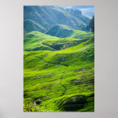 Weg durch Teeplantagen Poster (Vorne)