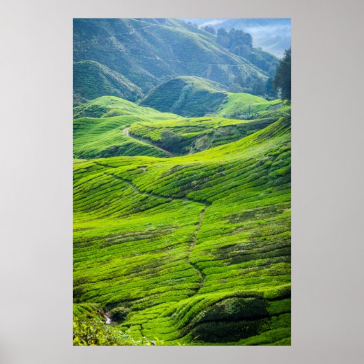 Weg durch Teeplantagen Poster (Vorne)