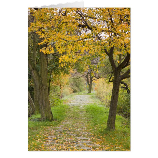 Weg im Herbst (Vorne)