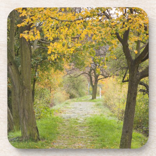 Weg im Herbst Getränkeuntersetzer (Vorderseite)