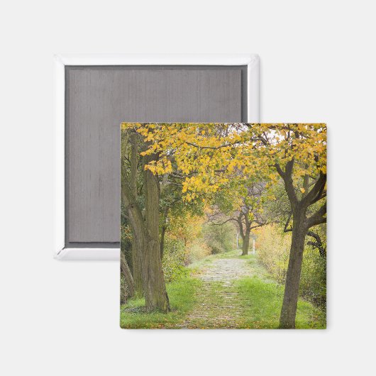 Weg im Herbst Magnet (Vorderseite/Rückseite)